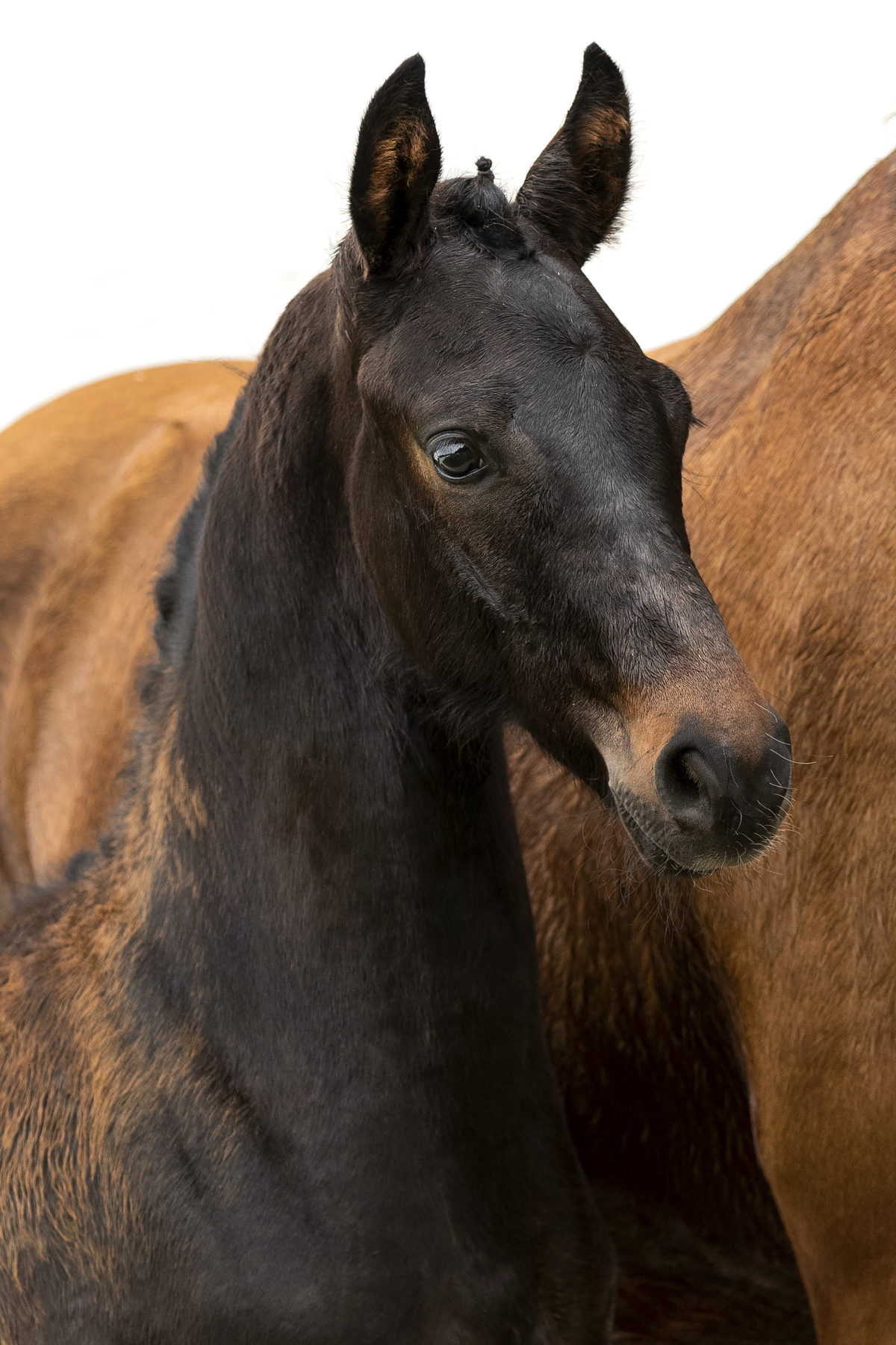 Pablo van Amstel - veulenveiling 2020 EDS Prinsnstad online veiling