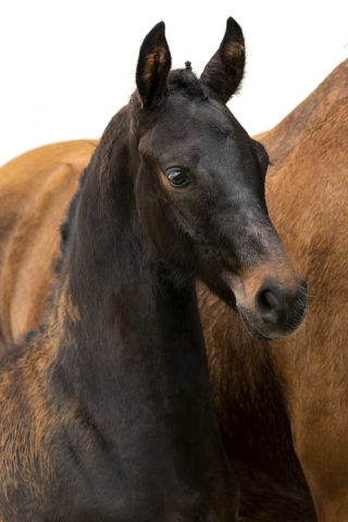 Pablo van Amstel - veulenveiling 2020 EDS Prinsnstad online veiling