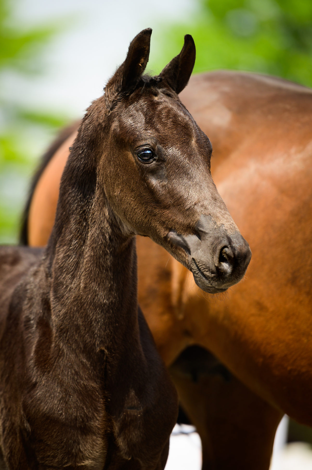 Palermo E - veulenveiling 2020 EDS Prinsenstad online veiling