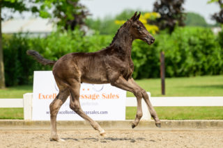 Palermo E - veulenveiling 2020 EDS Prinsenstad online veiling