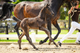 Parisma (Fürst Dior x Ferdeaux) 2