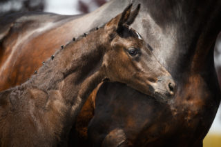 Parisma - veulenveiling 2020 EDS Prinsenstad online veiling