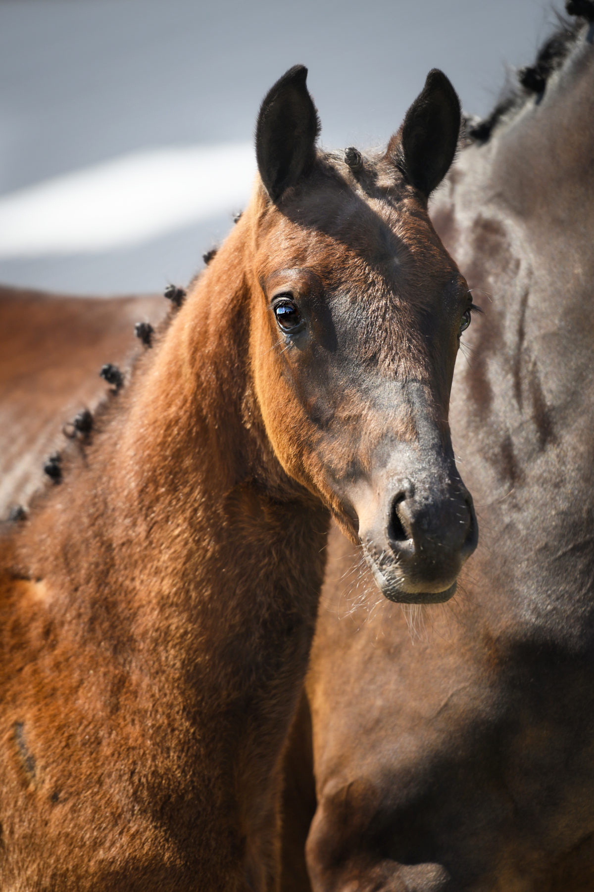 Pepper LE - veulenveiling 2020 EDS Prinsenstad online veiling