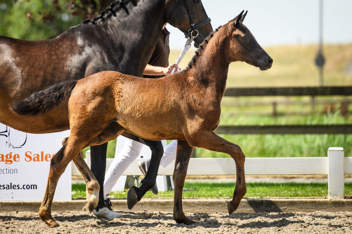 Pepper LE - veulenveiling 2020 EDS Prinsenstad online veiling