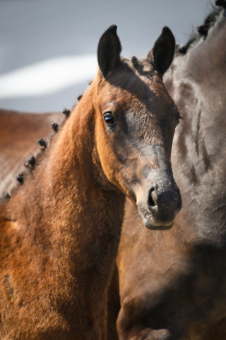 Pepper LE - veulenveiling 2020 EDS Prinsenstad online veiling