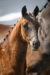 Pepper LE - veulenveiling 2020 EDS Prinsenstad online veiling