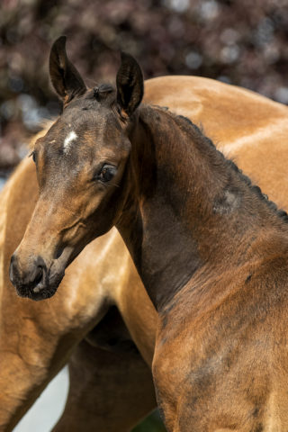 PicaroOPNIEUW_(FurstDiorXApache)-1