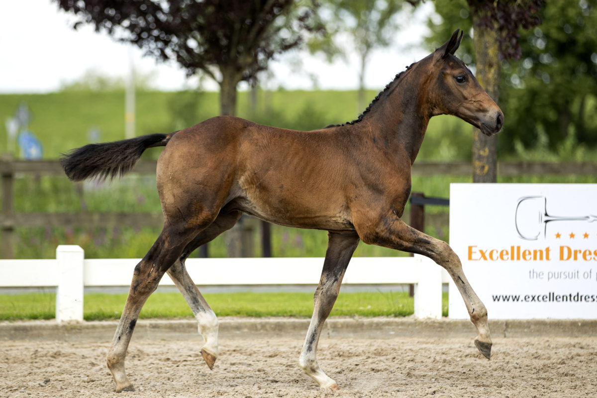 PicaroOPNIEUW_(FurstDiorXApache)-3