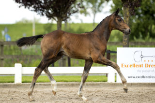 PicaroOPNIEUW_(FurstDiorXApache)-3