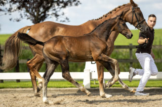 PicaroOPNIEUW_(FurstDiorXApache)-4