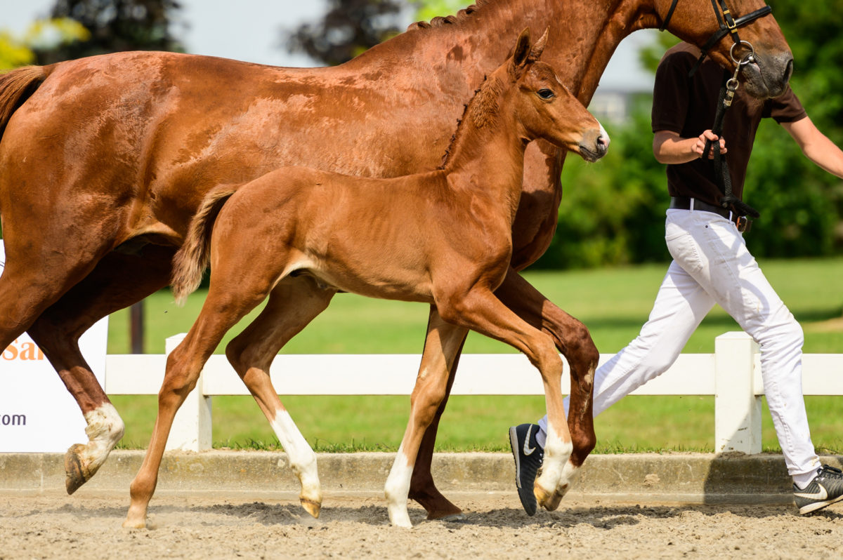 Picasso - veulenveiling 2020 EDS Prinsenstad online veiling