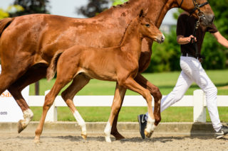 Picasso - veulenveiling 2020 EDS Prinsenstad online veiling