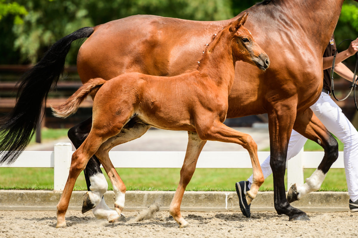 Portobello (In Style x Bordeaux) 2