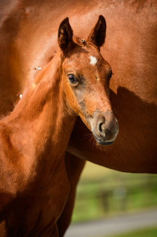 Portobello - veulenveiling 2020 EDS Prinsenstad online veiling