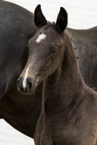 Purple Rain - veulenveiling 2020 EDS Prinsenstad online veiling