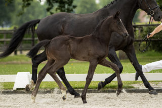 Purple Rain - veulenveiling 2020 EDS Prinsenstad online veiling