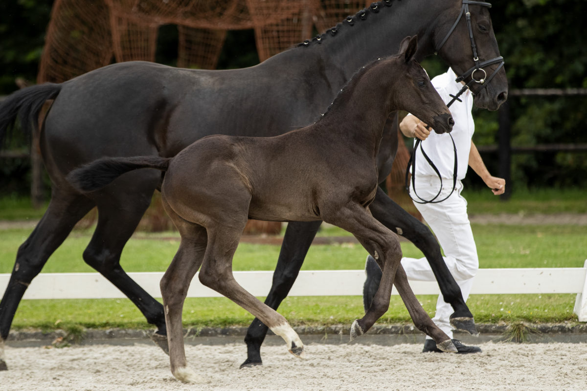Purple Rain - veulenveiling 2020 EDS Prinsenstad online veiling