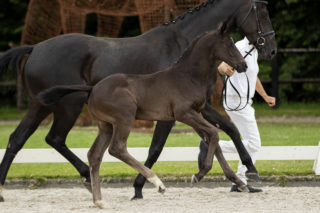 Purple Rain - veulenveiling 2020 EDS Prinsenstad online veiling