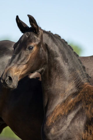 PacoA_(DailyDiamond X Lord Leatherdale)-1