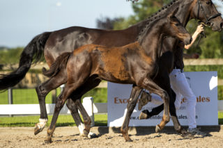 PacoA_(DailyDiamond X Lord Leatherdale)-3