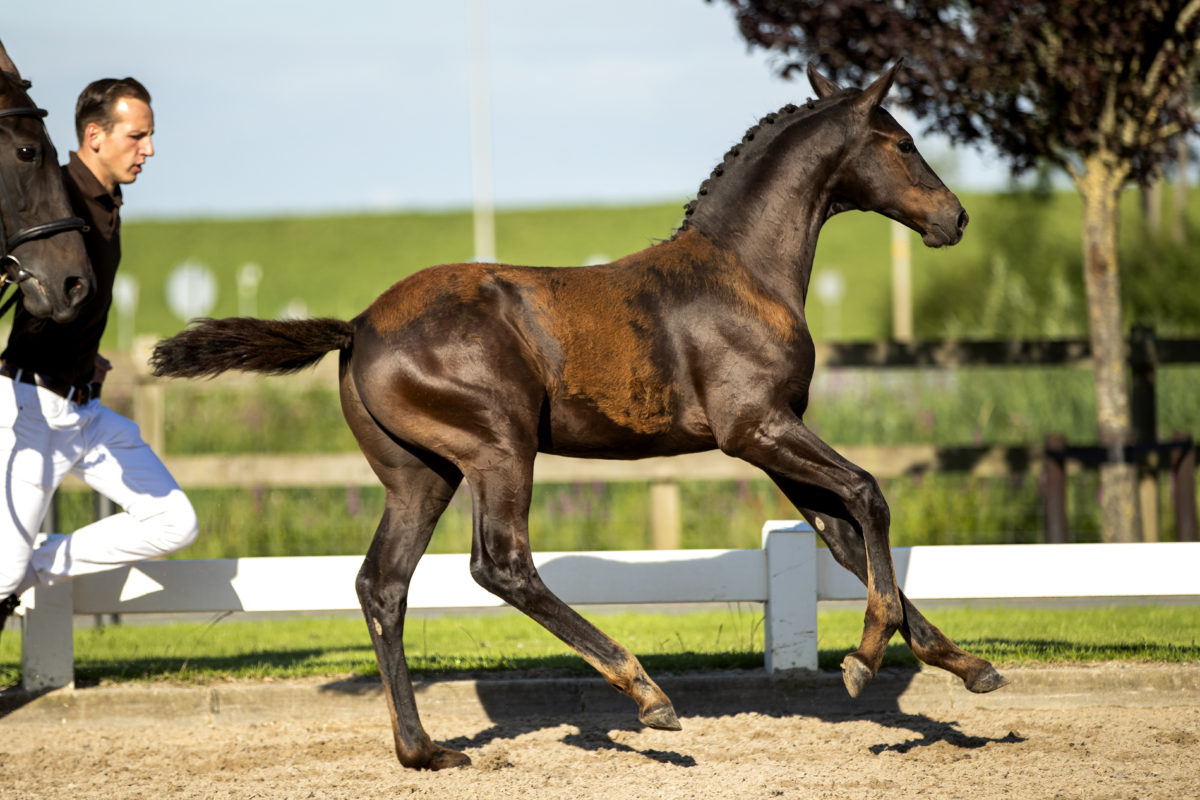 PacoA_(DailyDiamond X Lord Leatherdale)-4