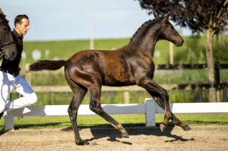 PacoA_(DailyDiamond X Lord Leatherdale)-4