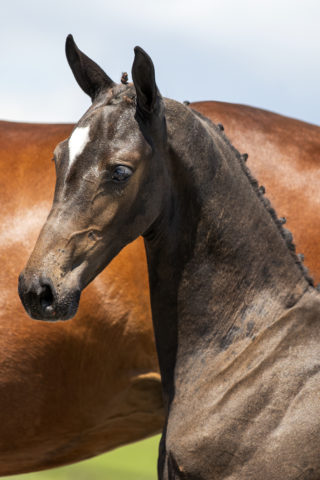 PamelaR_(Lennox X FiveStar)-1