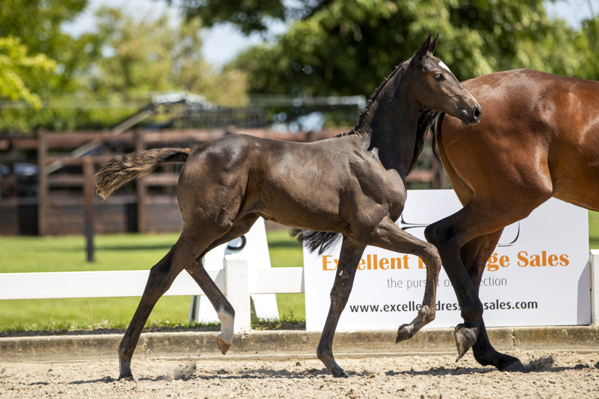 PamelaR_(Lennox X FiveStar)-2