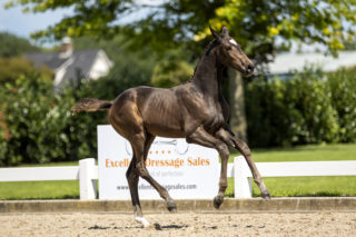 PamelaR_(Lennox X FiveStar)-3