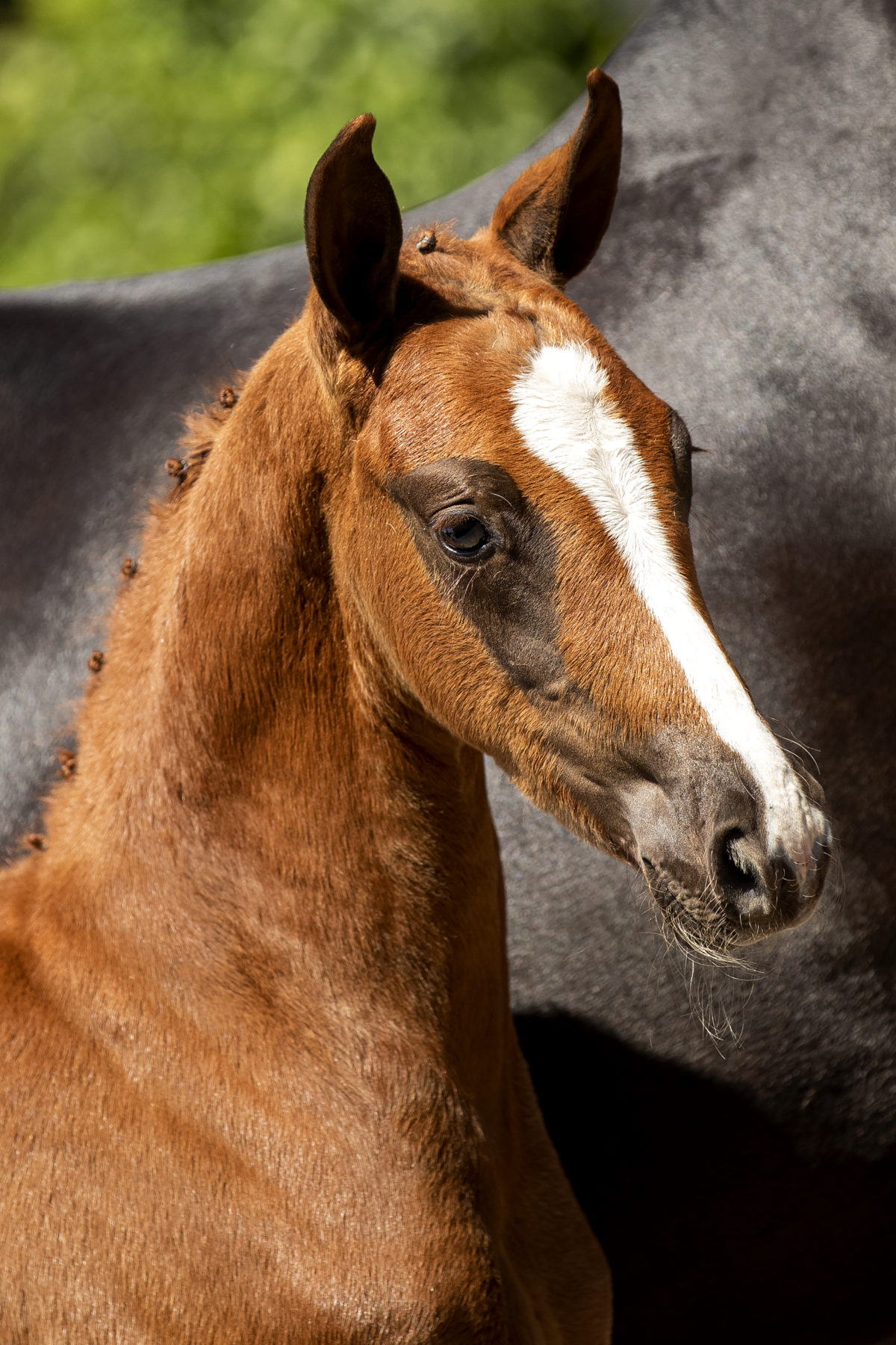 Papagayo_(LiverpoolTC X FurstHeinrich)-1