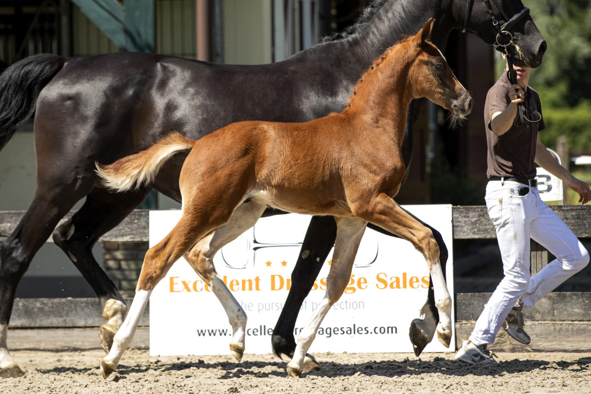 Papagayo_(LiverpoolTC X FurstHeinrich)-2