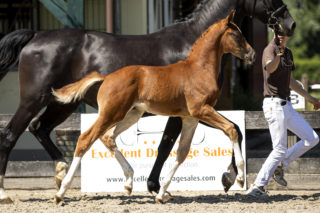 Papagayo_(LiverpoolTC X FurstHeinrich)-2