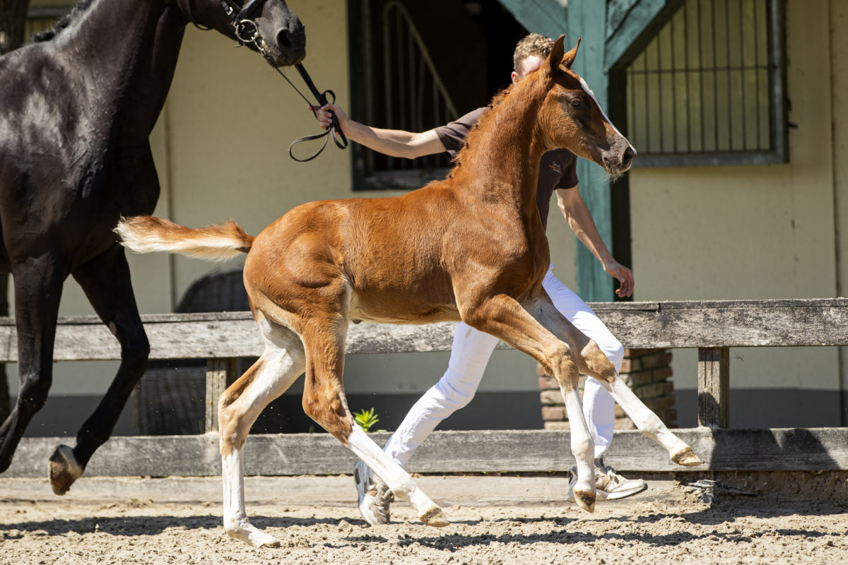 Papagayo_(LiverpoolTC X FurstHeinrich)-3