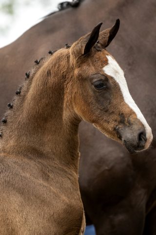 Pappilon_(Johnny Depp X Florencio)-1 verkleind