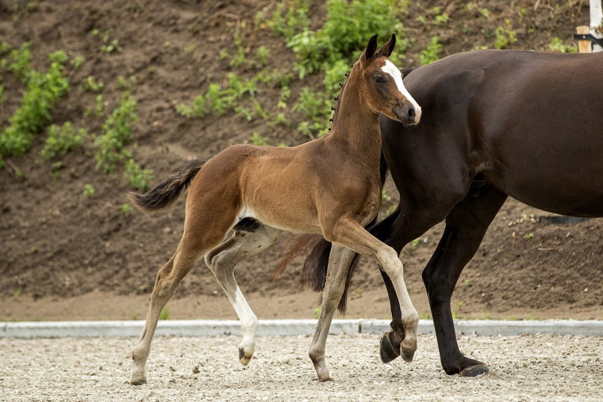 Pappilon_(Johnny Depp X Florencio)-2 verkleind