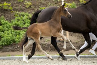 Pappilon_(Johnny Depp X Florencio)-3 verkleind