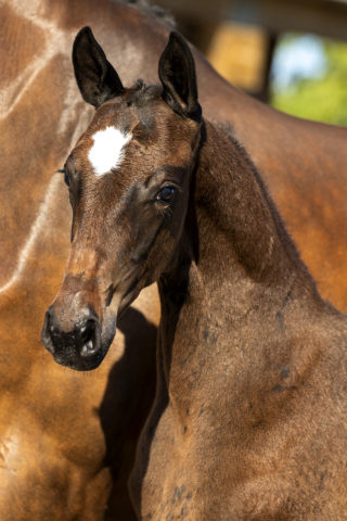 Patrick_(LordEurope X CadansM)-1