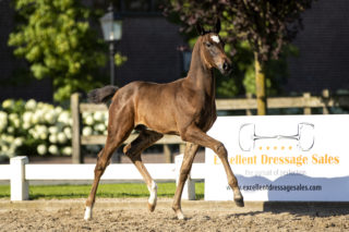 Patrick_(LordEurope X CadansM)-3