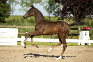 Patrick_(LordEurope X CadansM)-4