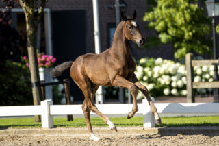 Patrick_(LordEurope X CadansM)-5