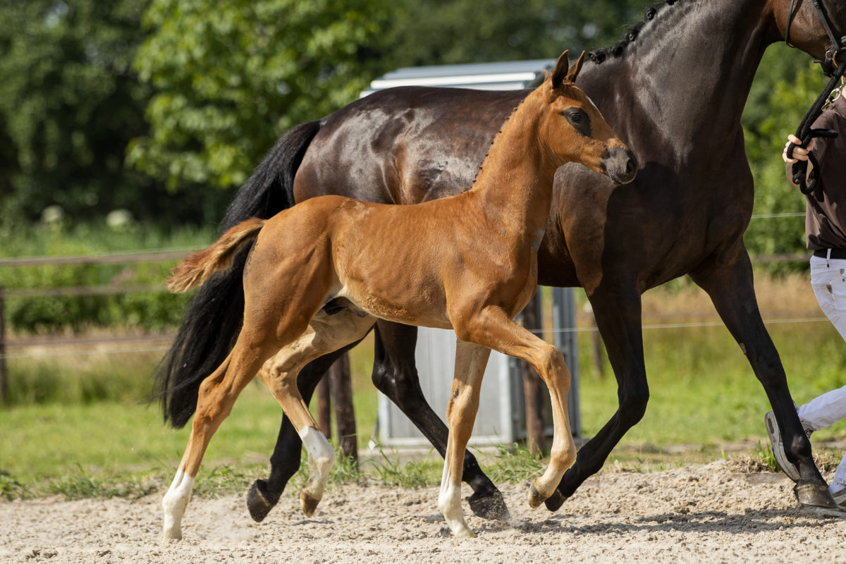 PegasusBSW_(Jazz X Dreamboy)-2