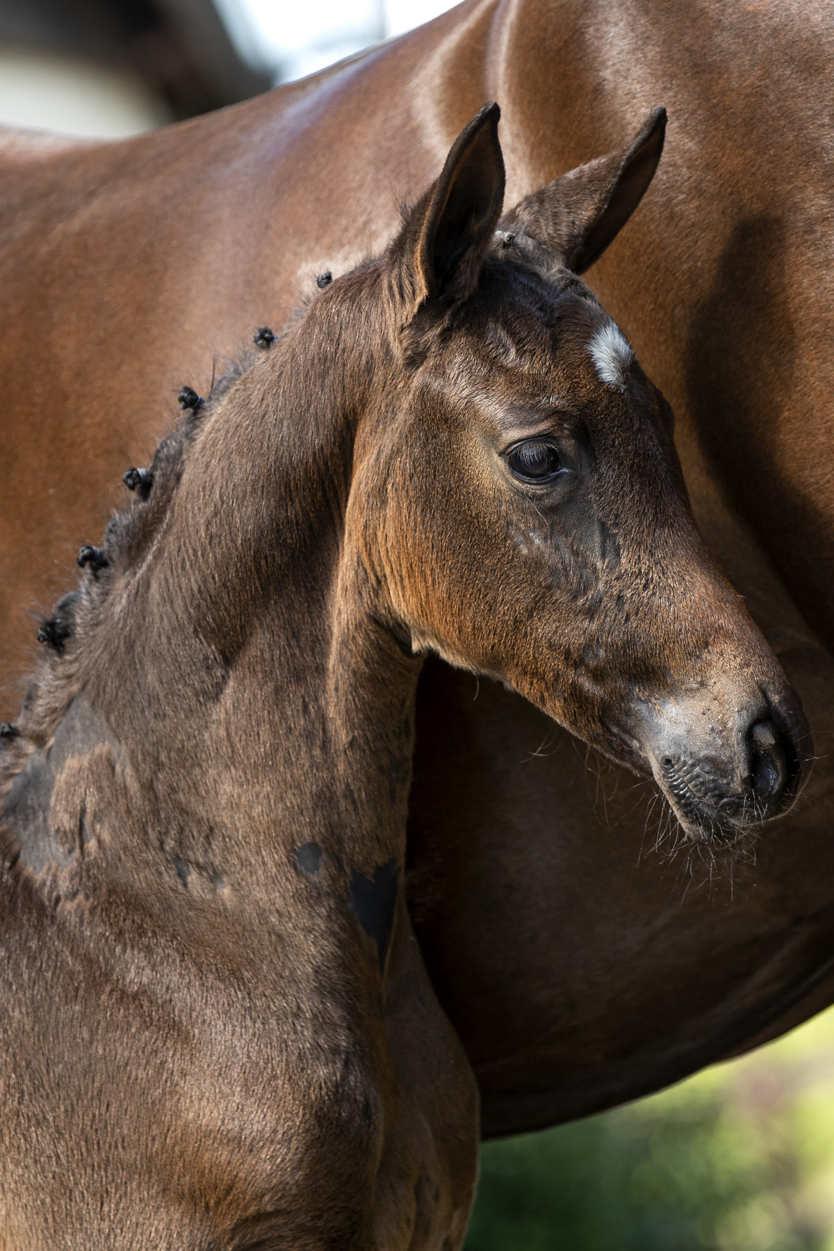 Penelope_(Dreamboy X BelissimoM)-1