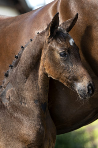 Penelope_(Dreamboy X BelissimoM)-1