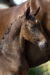 Penelope_(Dreamboy X BelissimoM)-1