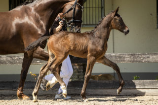 Penelope_(Dreamboy X BelissimoM)-2