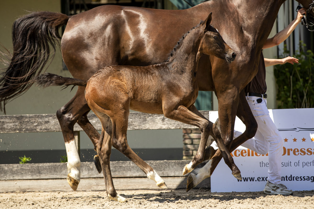 Penelope_(Dreamboy X BelissimoM)-3