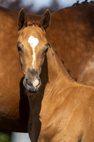 PiamoraB_(InStyleXUnited)-1