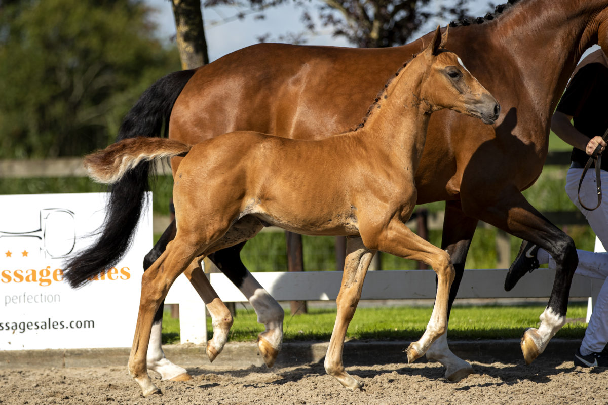 PiamoraB_(InStyleXUnited)-2