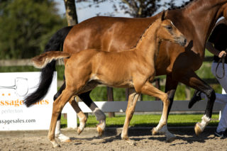 PiamoraB_(InStyleXUnited)-2