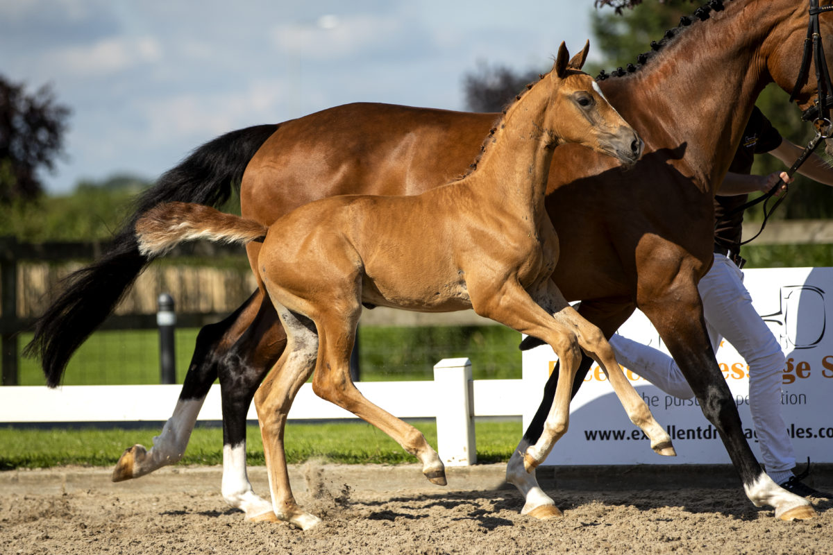 PiamoraB_(InStyleXUnited)-3